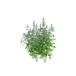 Макрофотография листьев Medicago sativa на поле с органическим земледелием