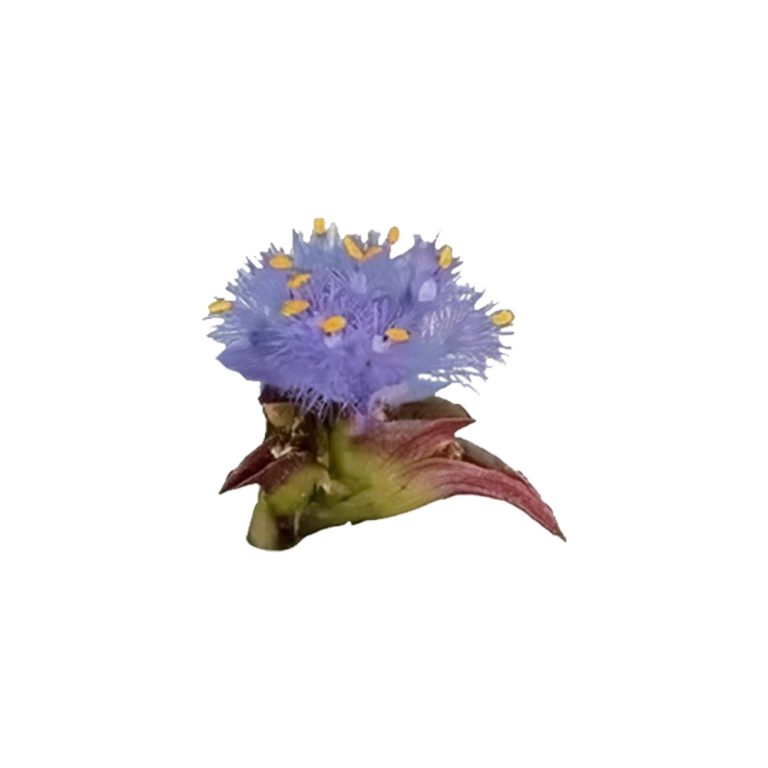 Макрофотография растения Spinacia oleracea