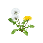 Макрофотография корней и листьев Taraxacum officinale