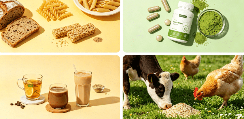 Dandelion Powder application in food, supplement, and beverage industries