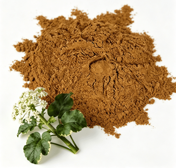 Макрофотография высушенного корня валерианы лекарственной (Valeriana officinalis)