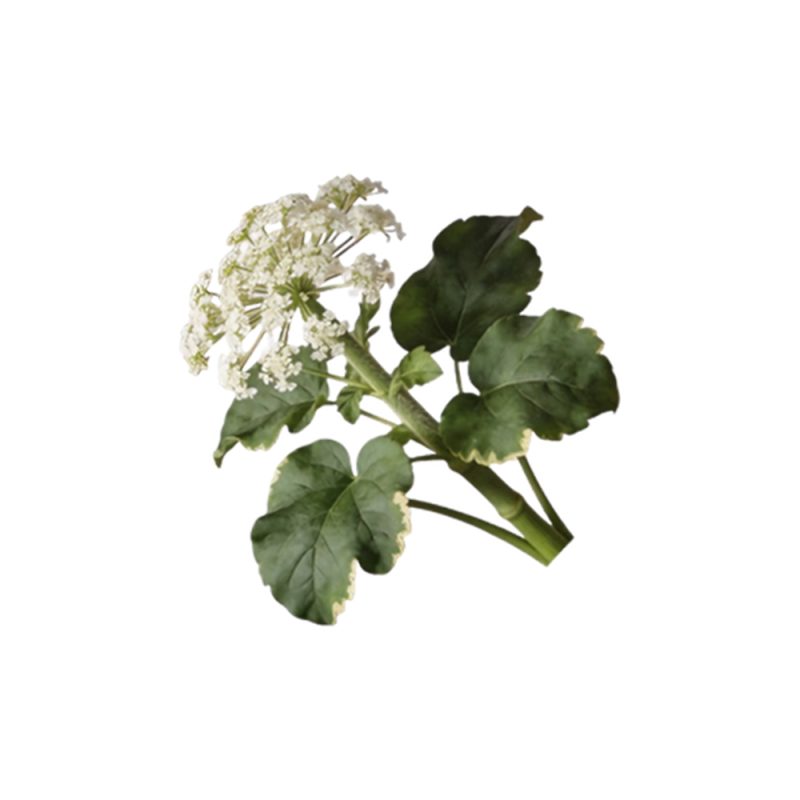 Макрофотография высушенного корня валерианы лекарственной (Valeriana officinalis)