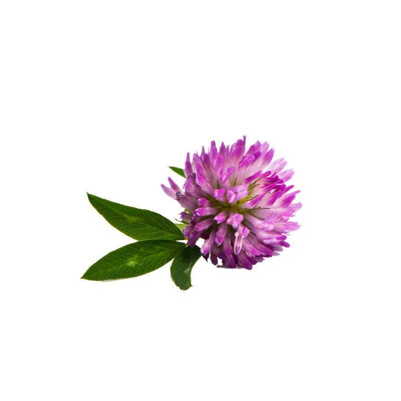 Trifolium pratense fresh red clover flower macro photography