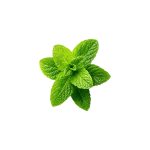 Stevia rebaudiana fresh leaf macro photography